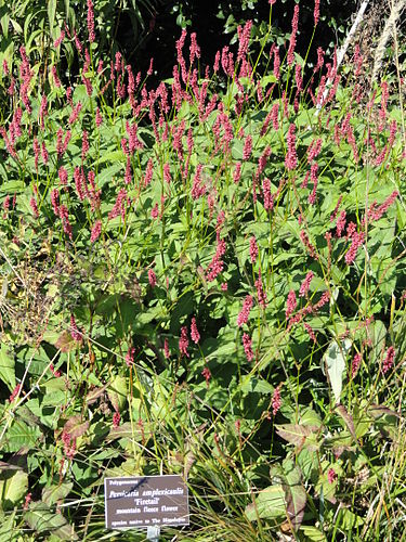 Persicaria amplexicaulis